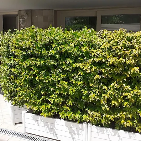 Minzoni94 - Twobedroom+garden